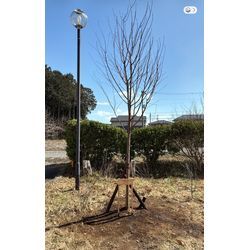 風の強い3月。春の気配とともに、お庭の仕事も動き出していますの画像2