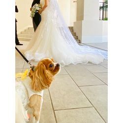 リングドッグちゃん　お色直しのドレスも可愛いワンちゃんの画像1