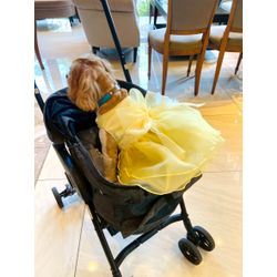 リングドッグちゃん　お色直しのドレスも可愛いワンちゃんの画像2