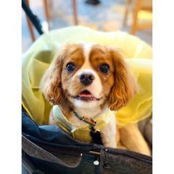 リングドッグちゃん　お色直しのドレスも可愛いワンちゃんの画像3