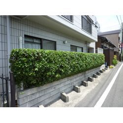 剪定作業の写真| 広島県山口県で庭木の剪定は塩田剪庭園の画像1