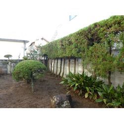 剪定作業の写真| 広島県山口県で庭木の剪定は塩田剪庭園の画像3