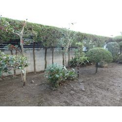 剪定作業の写真| 広島県山口県で庭木の剪定は塩田剪庭園の画像2