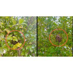 🐝◤11月引き続きご依頼ありがとうございます！宮城・福島・山形・岩手のハチの巣駆除は東北便利隊員にお任せください🔥◢の画像1