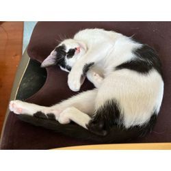 犬派なのに…の画像3