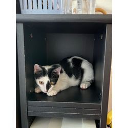 犬派なのに…の画像1