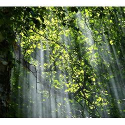 7つの光『夢と希望の部屋』ドリームルームの画像1