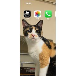 草刈りのエキスパートの画像1