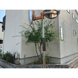 剪定ご依頼頂きました　モミジの画像2