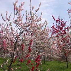 グランドピアノの調律、福島県へ出張の画像1