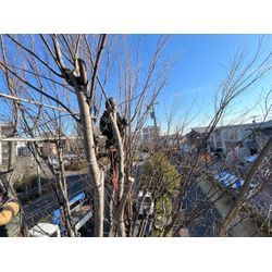 高木剪定作業の画像1