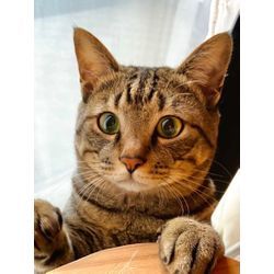 可愛い猫ちゃん幸せ　安心してお任せの画像2