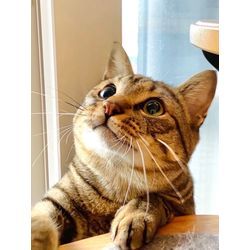 可愛い猫ちゃん幸せ　安心してお任せの画像1