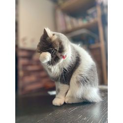 可愛い猫ちゃん　お任せ下さいの画像3