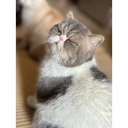 可愛い猫ちゃん　お任せ下さいの画像1