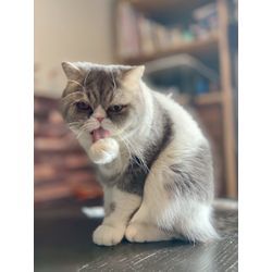 可愛い猫ちゃん　お任せ下さいの画像2