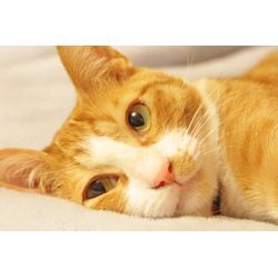 ペットの遺品供養についての画像1