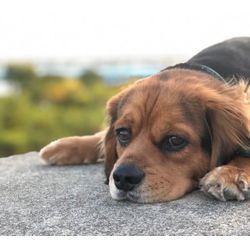 ペットの遺品供養についての画像2