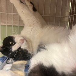 お支払い方法の選択についての画像3