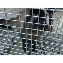 一戸建て住宅に出る害獣の駆除と③つの法律の画像1