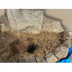 おたふく南天の植栽の画像1