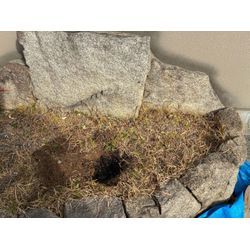 おたふく南天の植栽の画像1