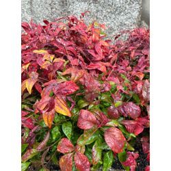 おたふく南天の植栽の画像3