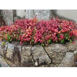 おたふく南天の植栽の画像2