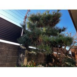 剪定しました　マツの画像1