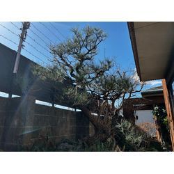剪定しました　マツの画像2