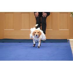 リングドッグのエスコートの画像2