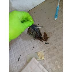 ペットの抜け毛による排水管トラブルに注意❢の画像2