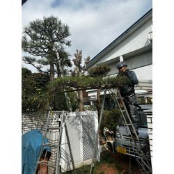 柏市　永楽台　　松の剪定の画像3