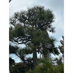 柏市　永楽台　　松の剪定の画像2
