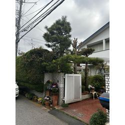 柏市　永楽台　　松の剪定の画像1