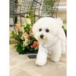 お花と一緒に可愛いリングドッグちゃんの画像3