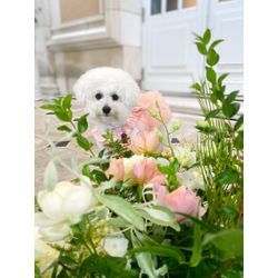 お花と一緒に可愛いリングドッグちゃんの画像1