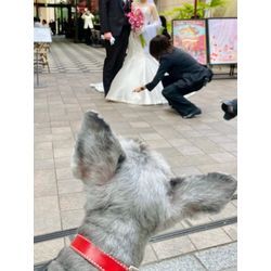 リングドッグ　ミニチュアシュナウザーの画像3