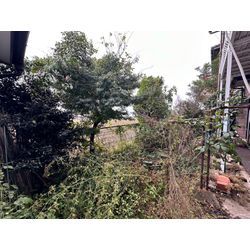 伐採除草作業をさせて頂きました！の画像1