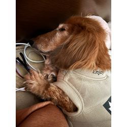 🐾犬まみれの幸せ生活。マルプーとダックスの夜な夜なバトル（笑） おたすけマンの画像1