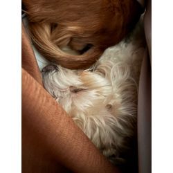 🐾犬まみれの幸せ生活。マルプーとダックスの夜な夜なバトル（笑） おたすけマンの画像2