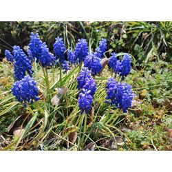 うららかな春♪花の祭り　渋川市でサザンカと松の剪定　〜群馬高崎の植木屋ゆうさんSortBlog〜の画像2