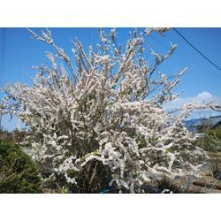 うららかな春♪花の祭り　渋川市でサザンカと松の剪定　〜群馬高崎の植木屋ゆうさんSortBlog〜の画像1