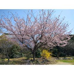うららかな春♪花の祭り　渋川市でサザンカと松の剪定　〜群馬高崎の植木屋ゆうさんSortBlog〜の画像3