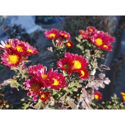 真冬に咲く花♪　〜群馬高崎の植木屋ゆうさんオヤジ超ShortBlog〜の画像2