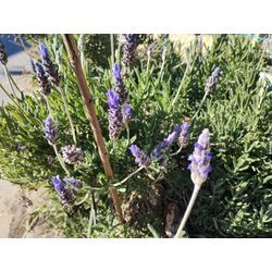 真冬に咲く花♪　〜群馬高崎の植木屋ゆうさんオヤジ超ShortBlog〜の画像3