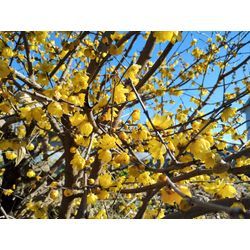 真冬に咲く花♪　〜群馬高崎の植木屋ゆうさんオヤジ超ShortBlog〜の画像1