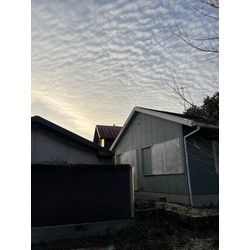 立木の伐採の画像2