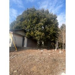 立木の伐採の画像1