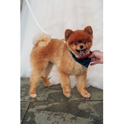 可愛いらしいポメラニアンのリングドックの画像2